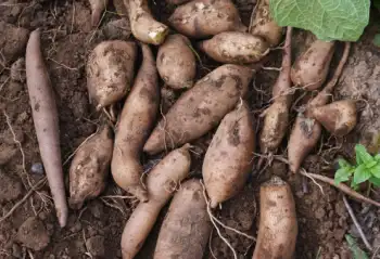 야콘 효능 및 영양성분&amp;#44; 먹는 방법