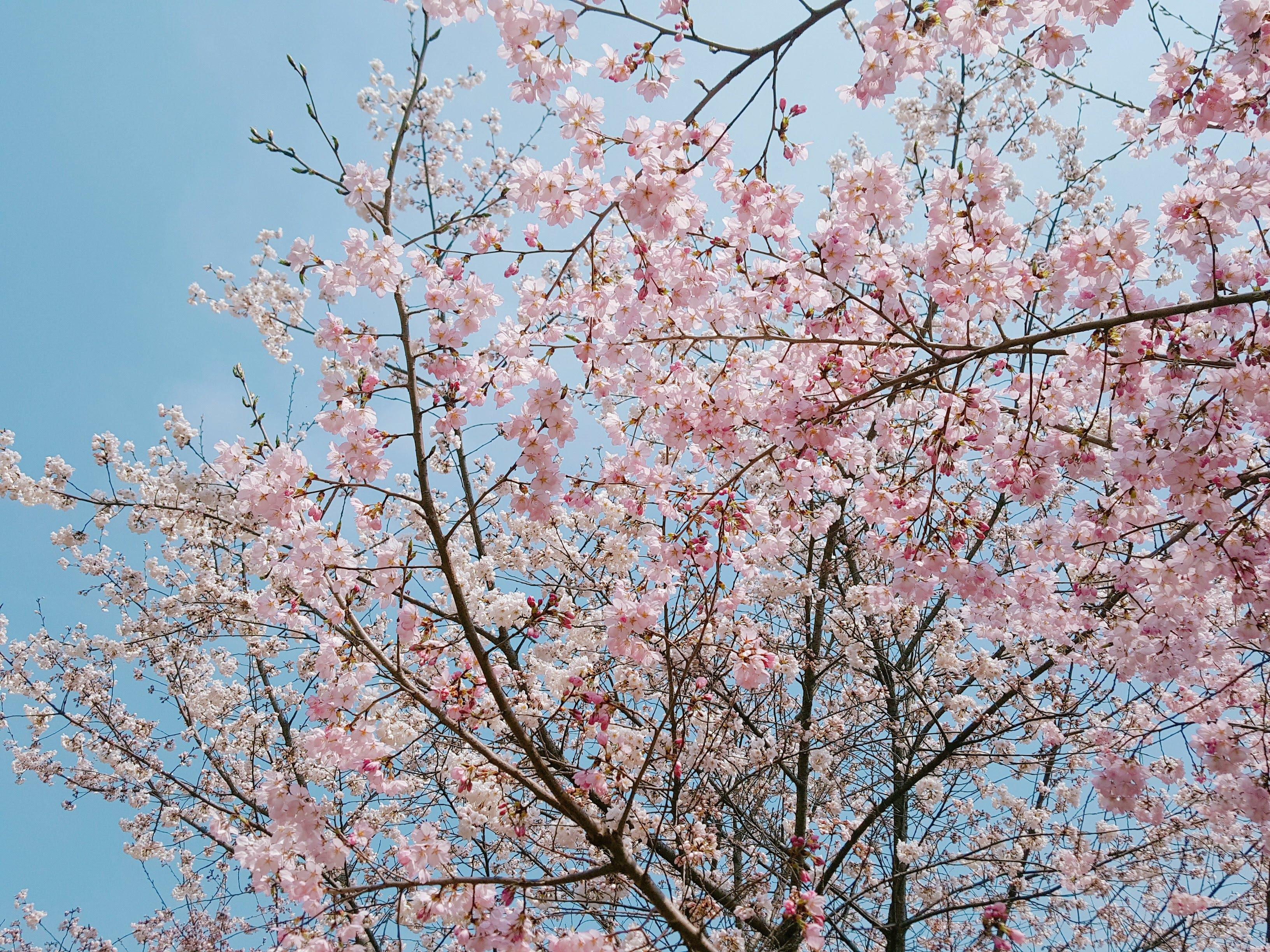제주공항 가까운 벚꽃명소