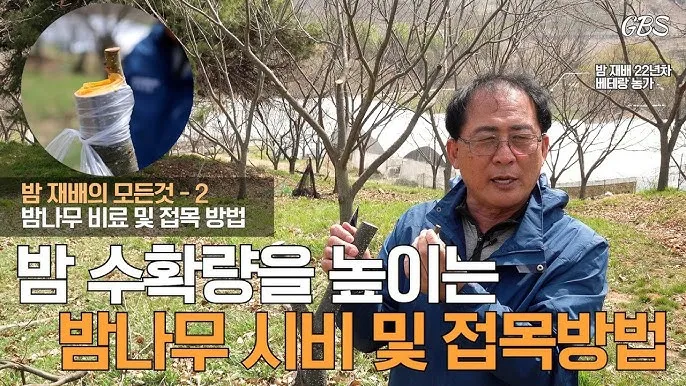 밤나무 재배 수분 수정 꽃가루 관리 해충 방제_7