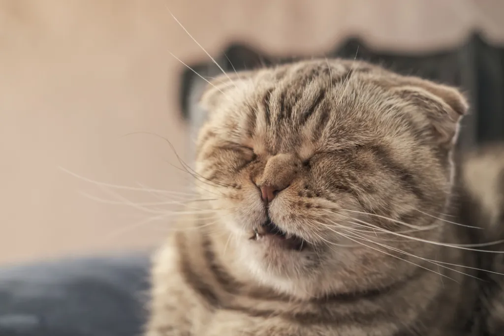 "고양이