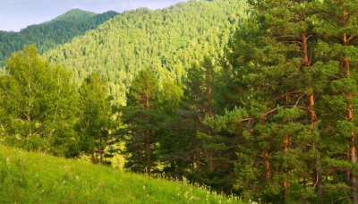 임업직불금 신청