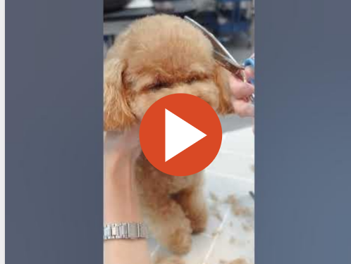 푸들-미용-하는-이미지