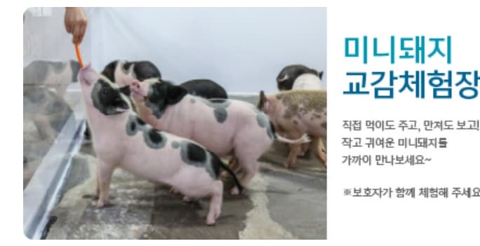 제주 휴애리 유채꽃축제 ❘ 동물과 함께하는 감성 봄 여행! 일정 &amp; 체험 정보 안내