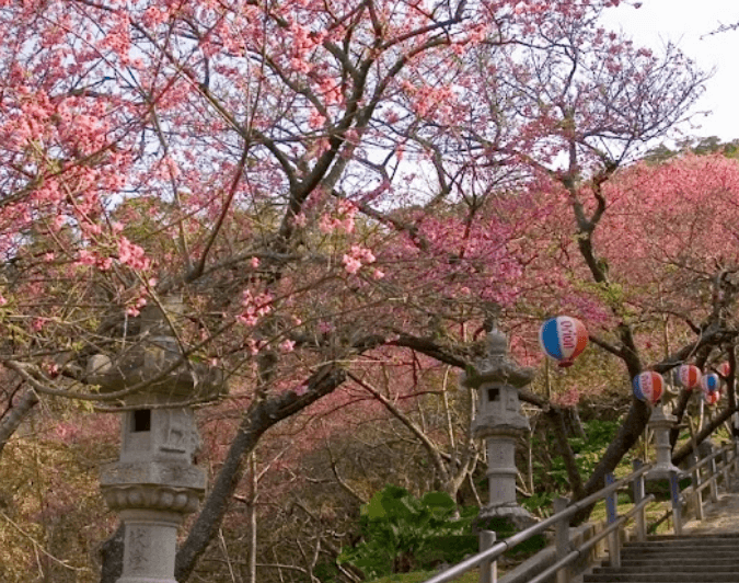 오키나와 1월 벚꽃