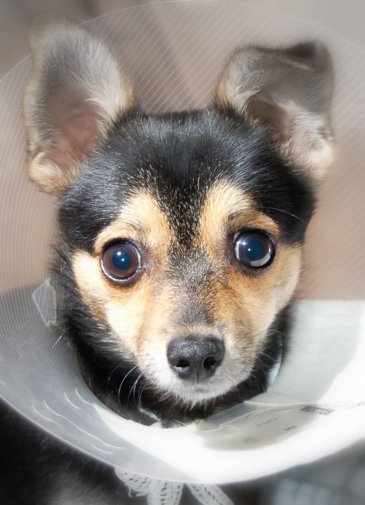 반려동물용 의약품 사용 관련 사진