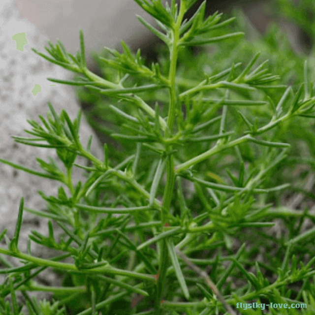 가시솔나물 효능