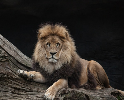 사자꿈 상황별 해몽