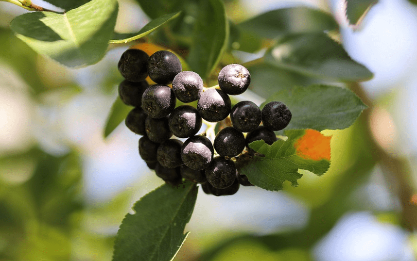 아로니아 먹는법