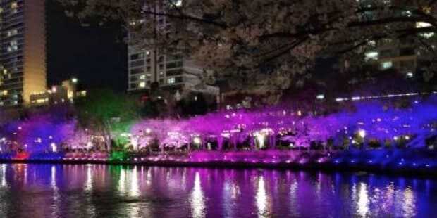 2025 석촌호수 벚꽃축제