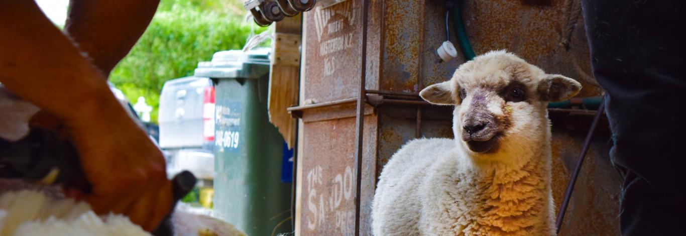 워킹홀리데이1 사진출처: newzealand.com