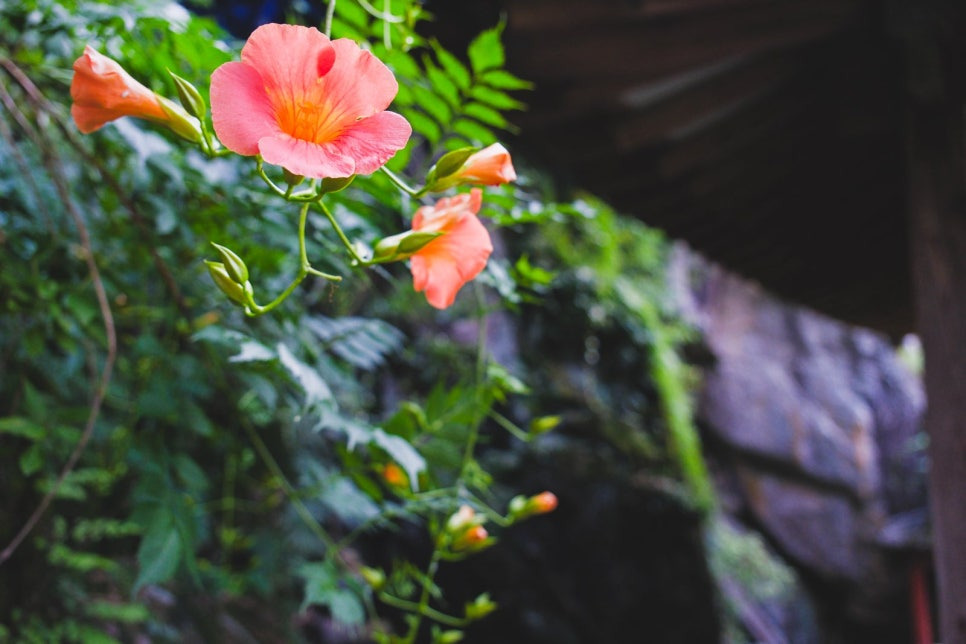 문경 주암정 연꽃과 능소화 명소, 6월~7월 인생샷 코스 정리