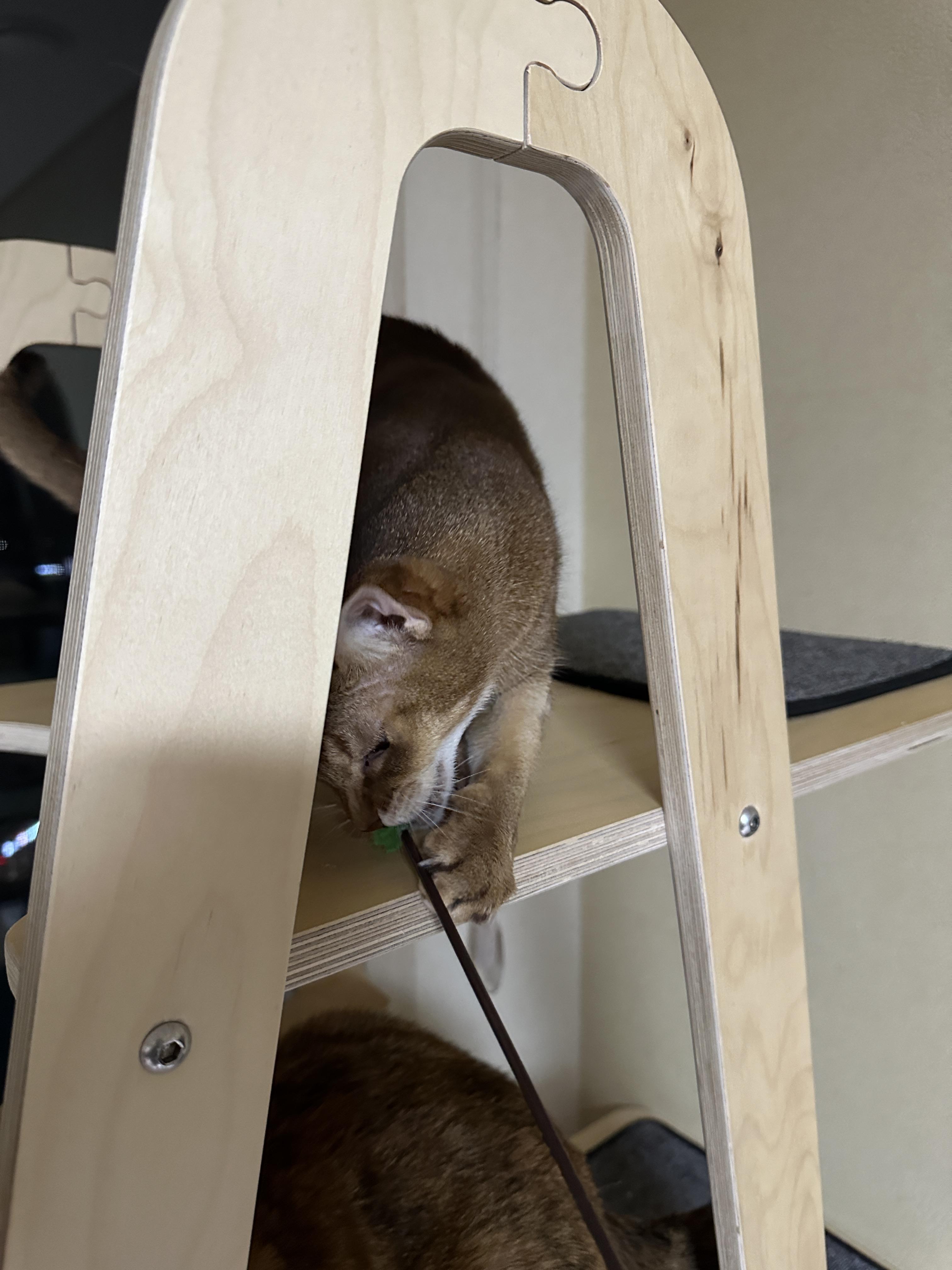 한마리의 아기맹수가 되어버린 아비시니안 루디 (feat.루디는 사냥중)