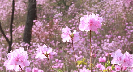 화담숲