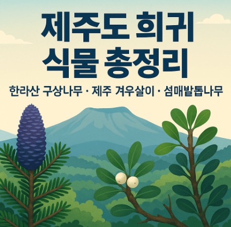 제주도 희귀 식물 – 한라산 구상나무, 제주 겨우살이, 섬매발톱나무 사진