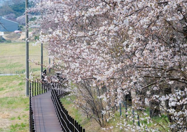 서산 한우목장 웰빙산책로, 충남 서산의 숨은 산책 명소