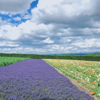 홋카이도 여름 여행코스 4박5일 일정과 맛집 정보 정리_6