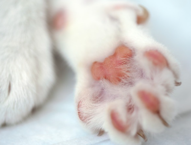 고양이 발