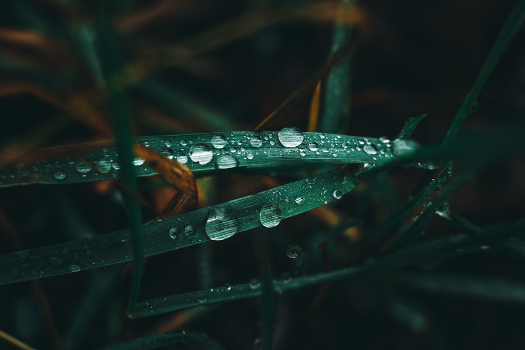Adaptation