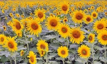 해바라기 재배 파종 깊이 지주 세우기 씨앗 수확_6