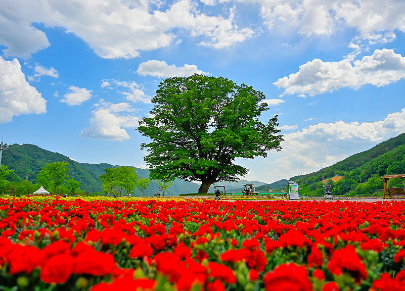 화천 거례리 산천어파크골프장 (산천어파크골프장, 거례리파크골프장, 거례리수목공원 파크골프장) 강원도 화천군 하남면 거례리 473-3번지