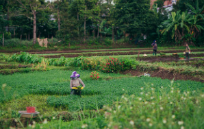 의성군 공익직불금 신청방법 및 기간(농업보조금 자격)