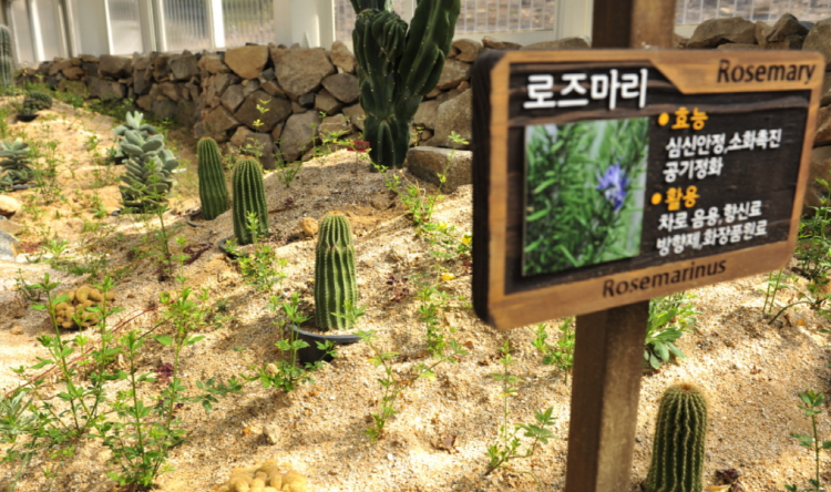 장흥 우드랜드 편백숲