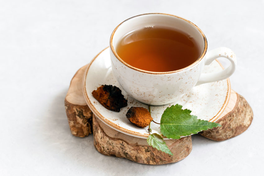 차가버섯 효능 및 부작용