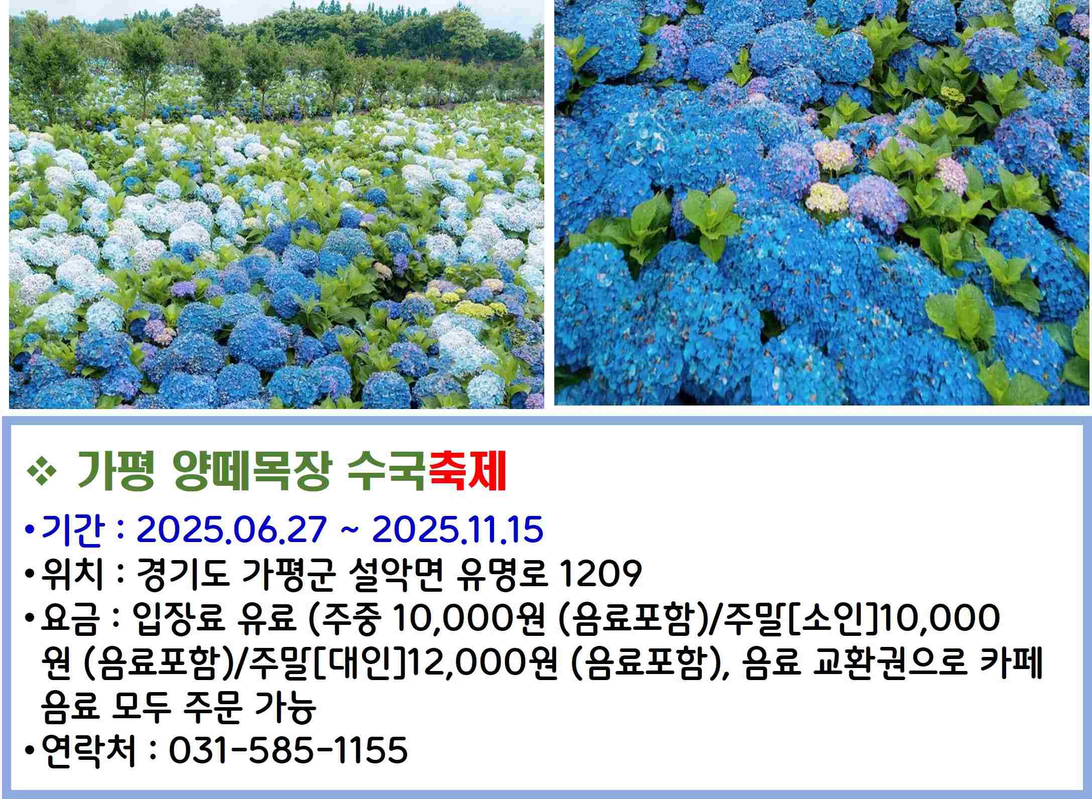 가평 양떼목장 수국축제