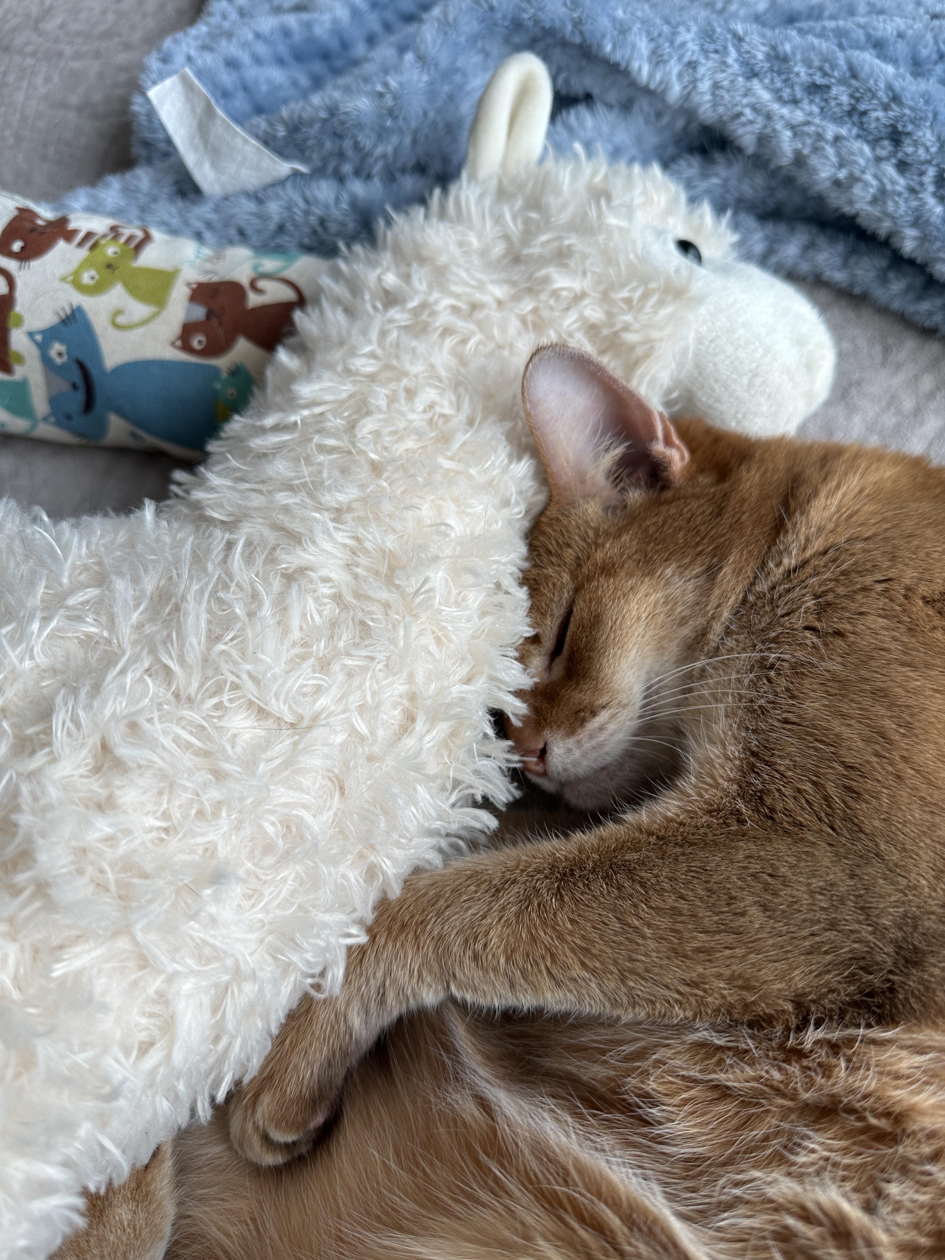 라마_인형과_얼굴_파묻은_루나_얼굴_클로즈업