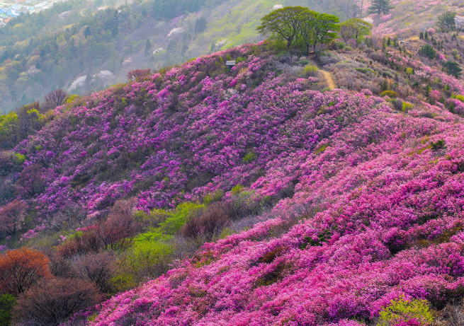 영취산 진달래