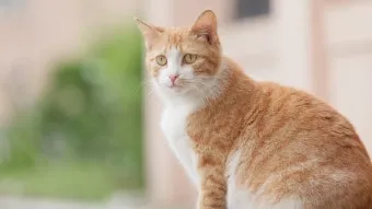 고양이 임신 기간 주기 가능나이 배모양_2