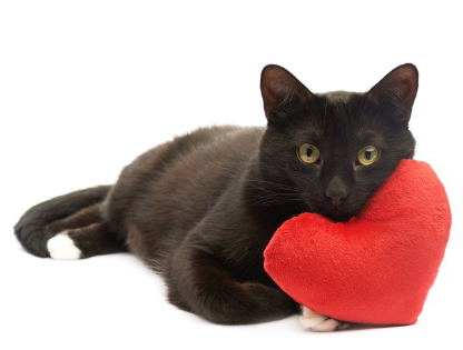 하트와 고양이.