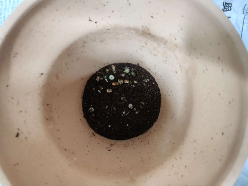 화분 분갈이 방법