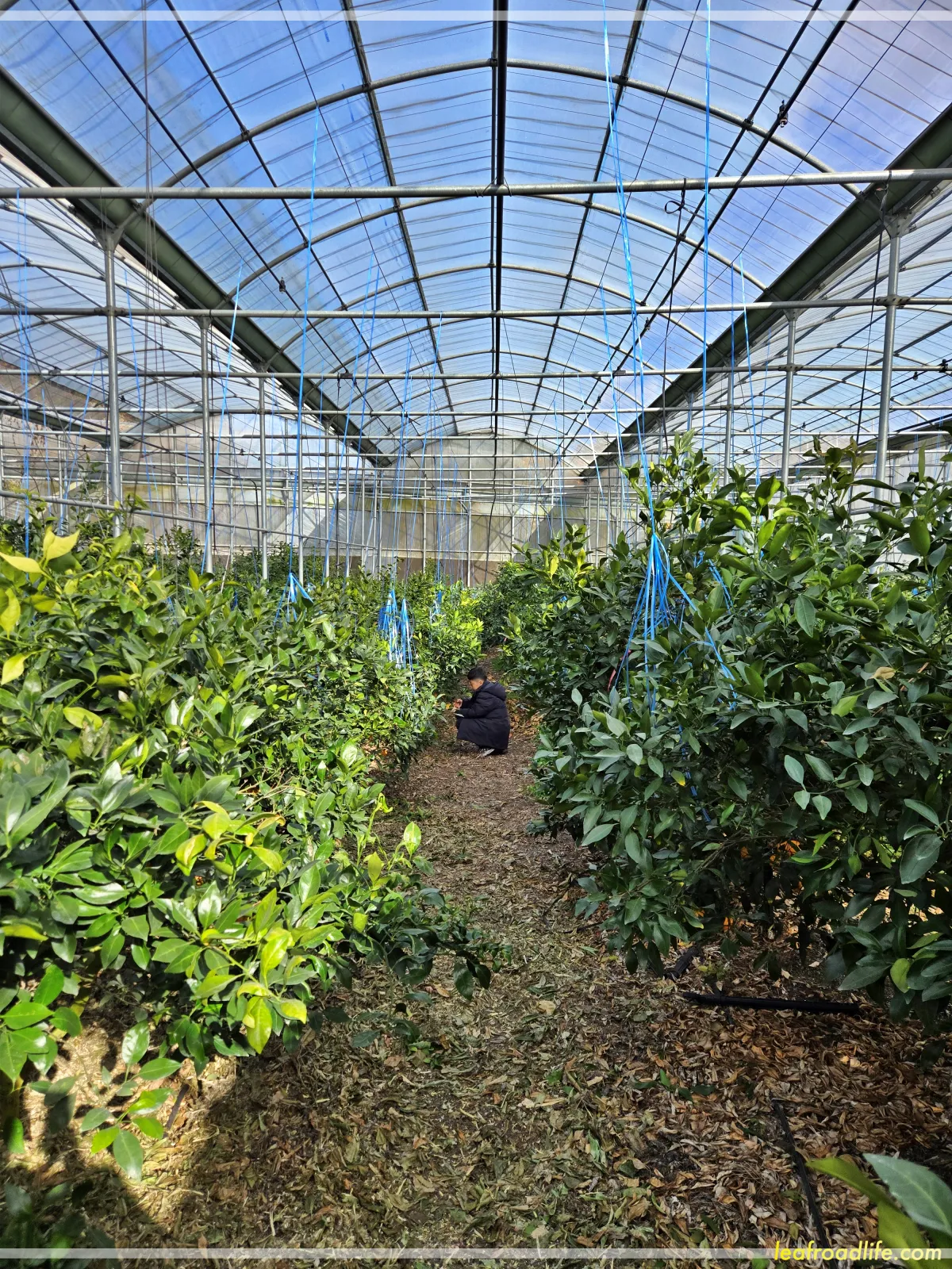 제주드림농원-레드향체험-비닐하우스-레드향따는-남자아이-아들