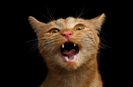 입을 벌리는 고양이.