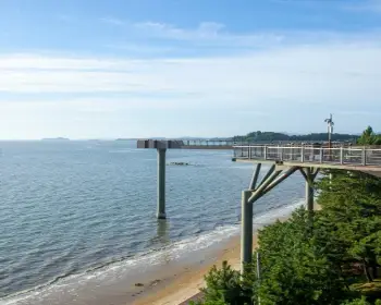 서천 자연산 광어 도미축제_3