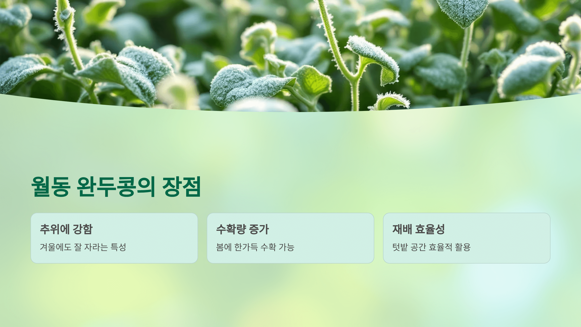 완두콩 사진입니다.