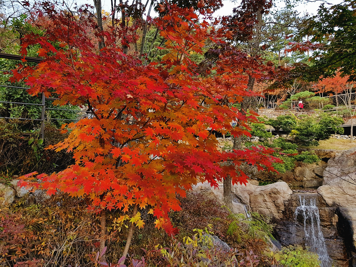 경기도 광주 곤지암 화담숲 단풍시즌, 가을 풍경 퍼레이드와 주변 맛집