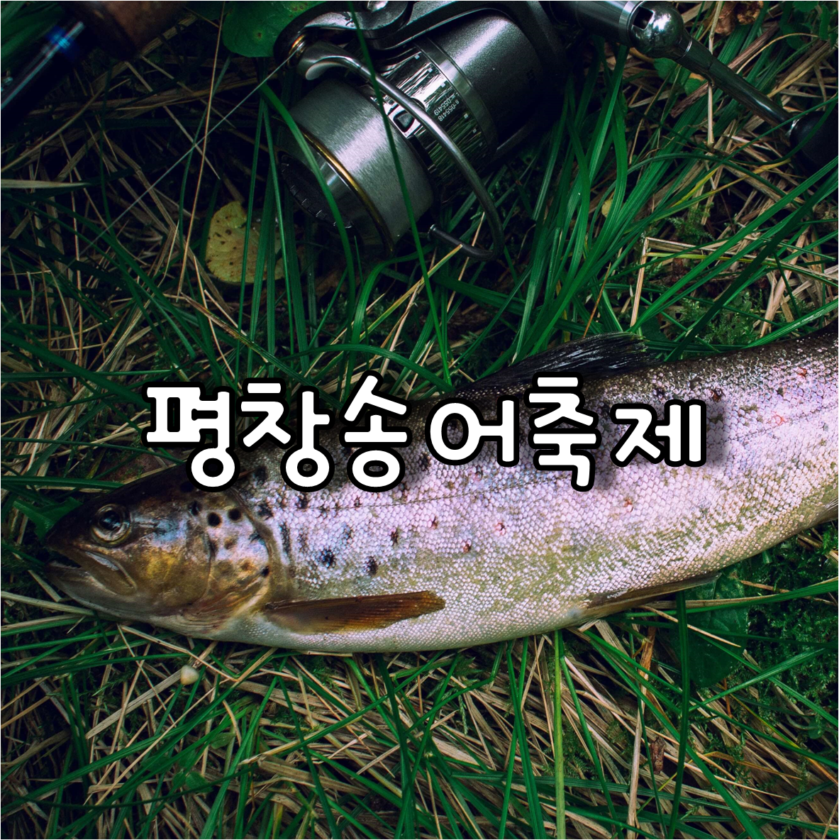 평창송어축제