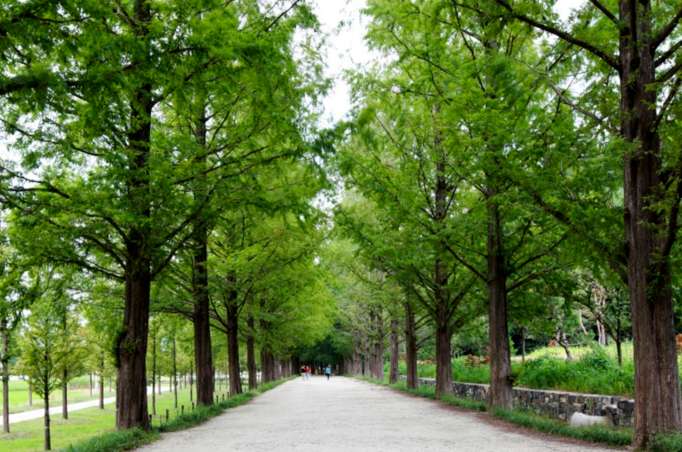 담양 메타세쿼이아길과 죽녹원 산책 – 소리 없이 피어나는 봄