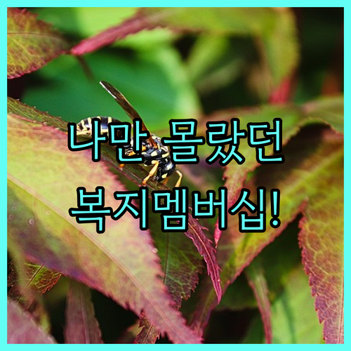 나에게 맞는 복지 혜택 찾기 복지멤버..