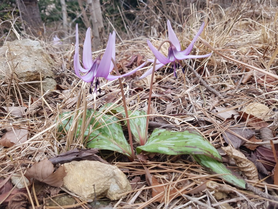 얼레지 꽃말 야생화