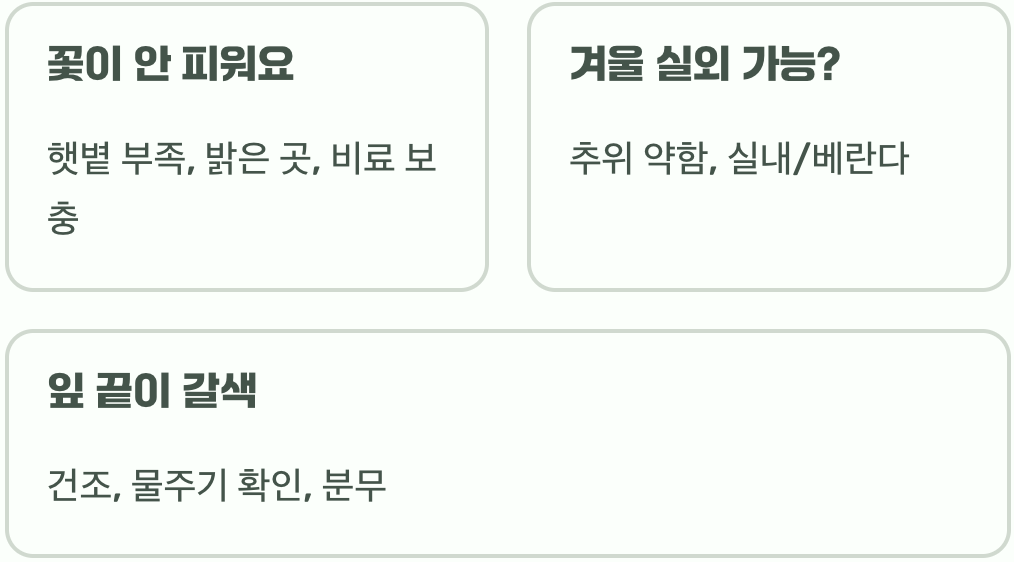 화분에서도 잘 자랄까? 실내 달개비꽃 키우기 4계절 관리법