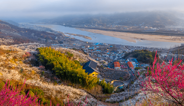 2023년 광양 매화축제