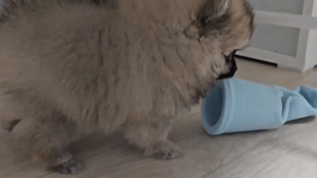 강아지 종이컵 장난감으로 노는 모습