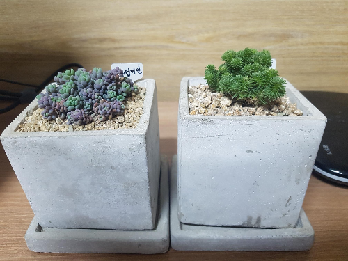 과습 식물 살리는 방법 (뿌리 부패, 분갈이, 배수 관리)