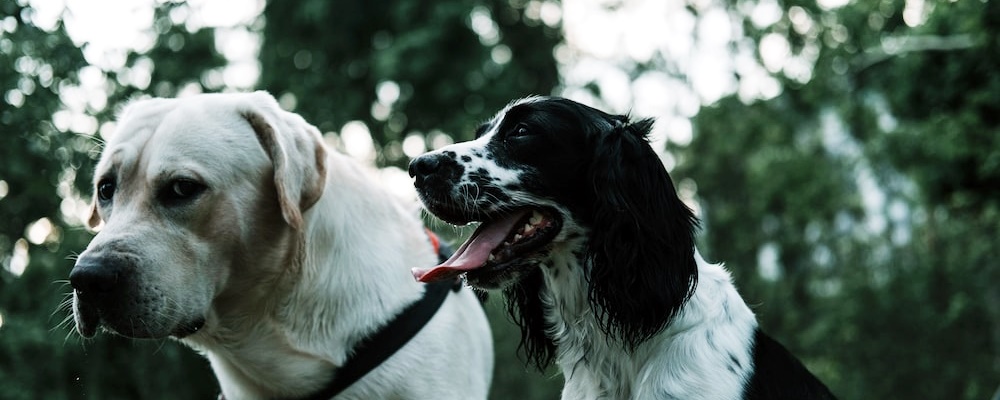 강아지 훈련 시키는 방법 4
