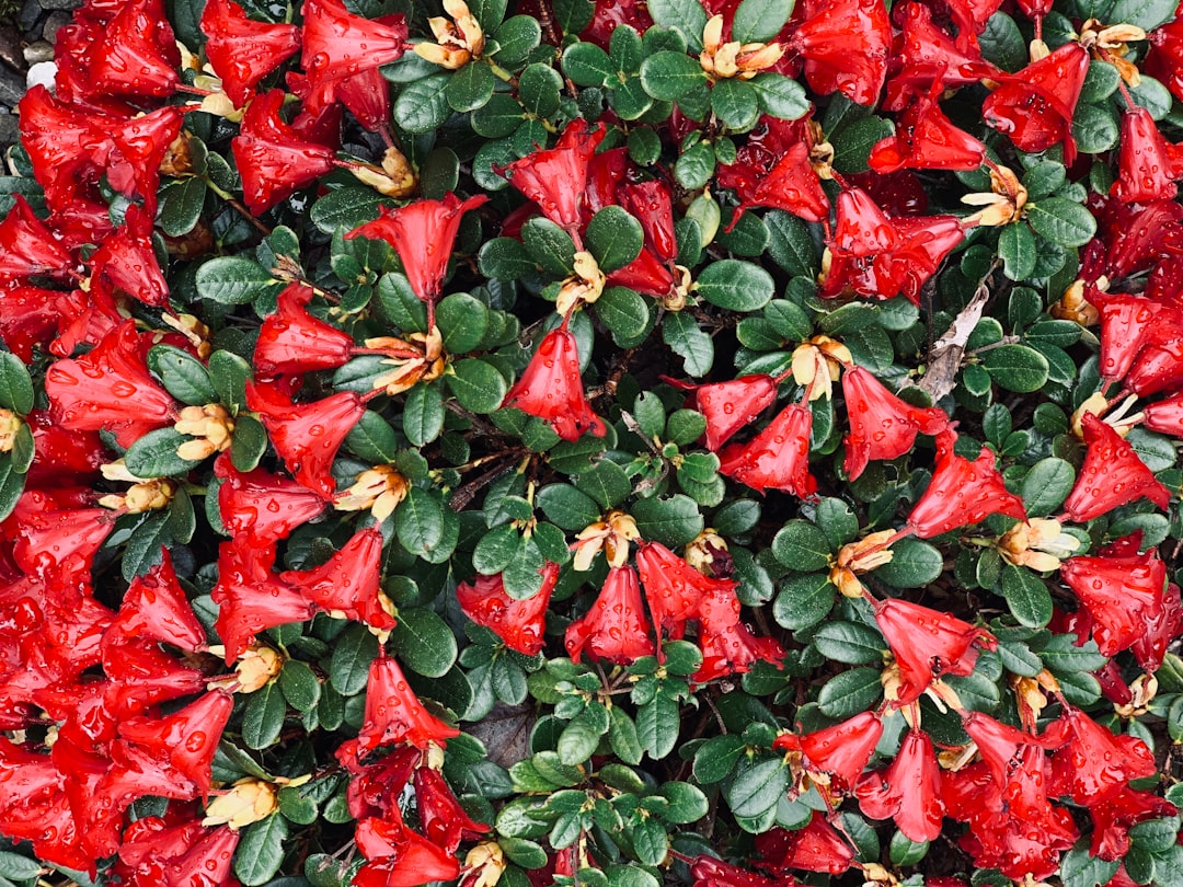 Azalea