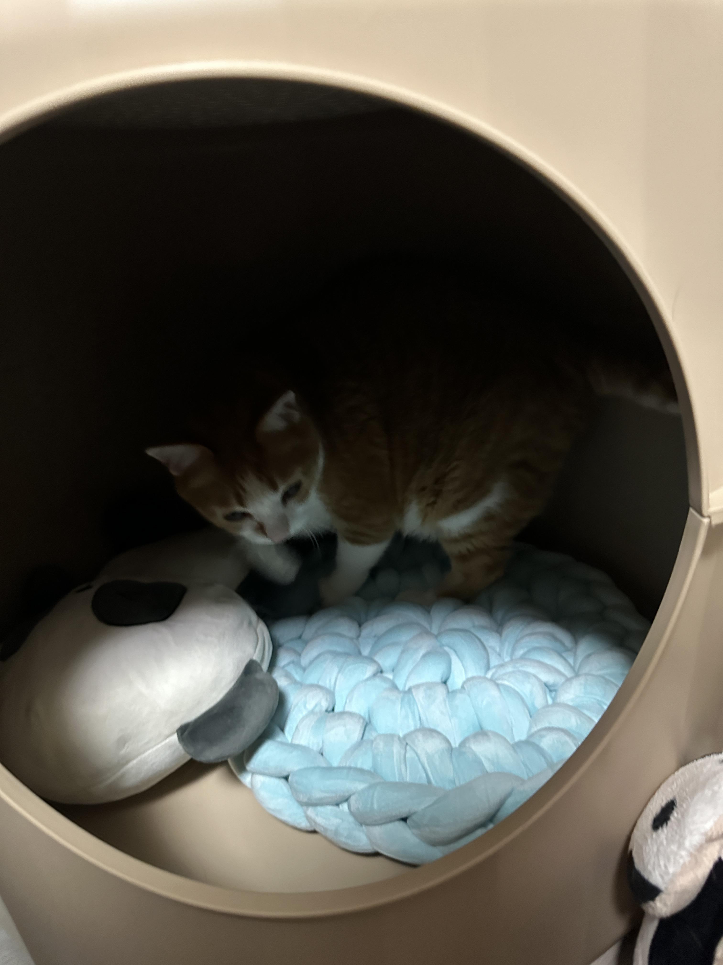 1층에_넣어준_두번째_원형방석_제일_먼저_사용하는_치즈냥이_호야_1