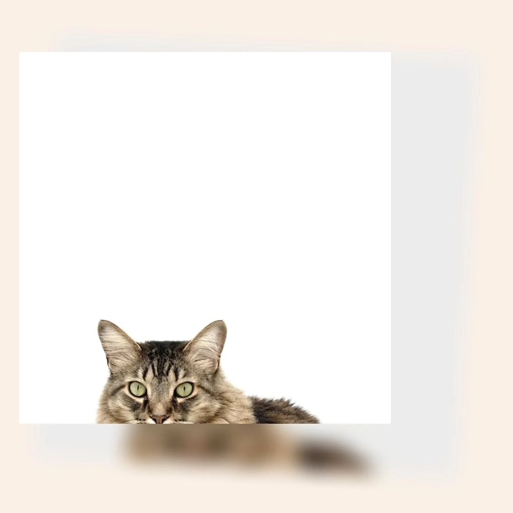 뱅갈고양이 산책_1_subsection
